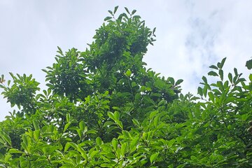 Bild der Petition Der Uhlenhorst muss bleiben! Keine CO₂-Pipeline durch unseren Wald!