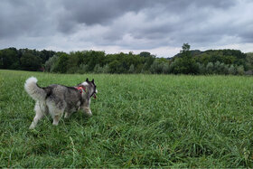 Obrázek petice: Des parcs canins pour nos chiens !