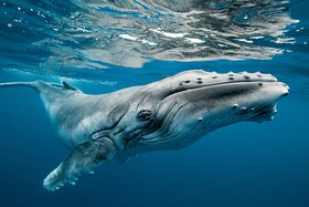 Bild der Petition: Immediately Applicable Solution Concept for Marine Mammal Protection in Germany