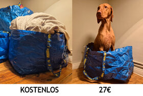 Bild der Petition: Deutschland-Ticket: Zeit für Fair Play bei der Hunde-Bahnreise!