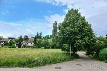 Image de la pétition Die Bollebärg-Linde muss bleiben!!