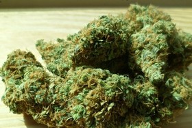Bild der Petition: DIE Cannabis Legalisierung für Deutschland