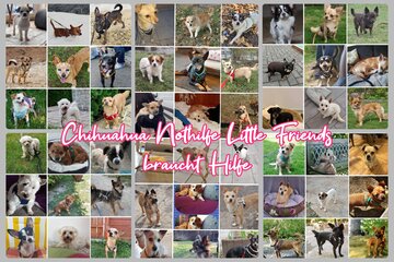 Image de la pétition Die Chihuahua Nothilfe soll bestehen bleiben! Gegen Veterinäramt Willkür! Privaten Tierschutz stärke