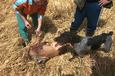 Bild der Petition Die deutschen Jäger weigern sich offensichtlich, Wild tierschutz g e s e t z konform zu erlegen!
