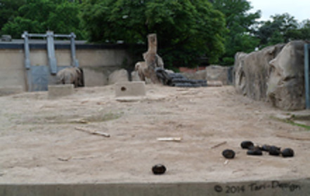 Bild der Petition: Die Elefanten im Krefelder Zoo brauchen einen schöneren Lebensabend