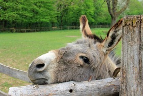 Foto e peticionit:Die Esel müssen bleiben!