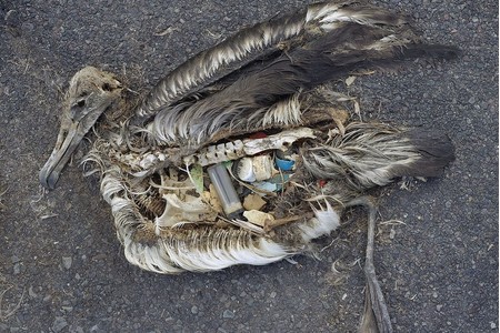 Bilde av begjæringen:Die EU Verordnung zur Plastikvermeidung geht nicht weit genug. Wir fordern mehr!