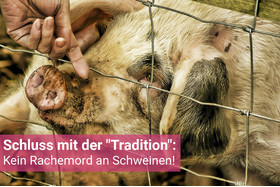 Zdjęcie petycji:Die jährliche Tradition der "Rache" an Schweinen in Wittlich stoppen!