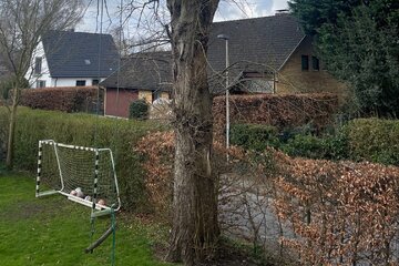 Bild der Petition Die Linde Muss Bleiben!