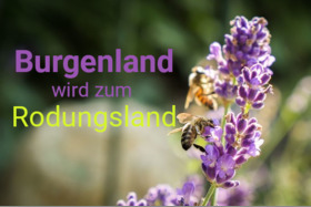 Poza petiției:Die systematische RODUNG der Insekten-Nahrung ROBINIE im Burgenland muss aufhören!