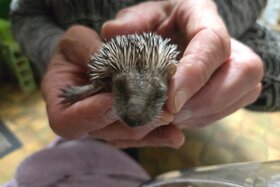 პეტიციის სურათი: Die Tierarztkosten für Wildtiere sollen vom Land Salzburg übernommen  werden.