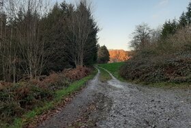 Φωτογραφία της αναφοράς:Die Wald-und Grünflächen in und um Buschhausen sollen erhalten bleiben --> kein neues Baugebiet