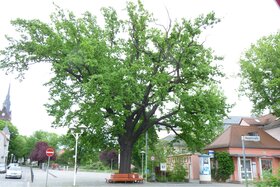 Изображение на петицията: Die Wettin-Eiche in Coswig stirbt!