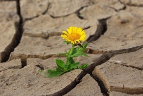 Bild der Petition: Subvention Dürreversicherung/Wetteranomalien sowie Beratung der Landwirte
