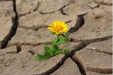 Bild der Petition Subvention Dürreversicherung/Wetteranomalien sowie Beratung der Landwirte