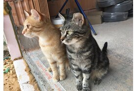 Bild der Petition: Ear-Tipping bei Streunerkatzen Österreich