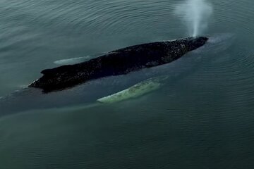 Bild der Petition Ein Fünkchen Hoffnung Hope