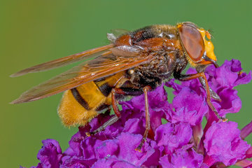 Bild der Petition Ein Verbot von elektrischen Insekten Vernichtern!