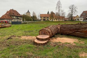 Foto van de petitie:Eine Baumschutzsatzung für Steinfurt