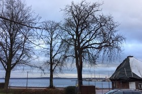 Billede af andragendet:Eine Chance für die 110jährige Kastanie im Gartendenkmal Uferpromenade Borby Eckernförde
