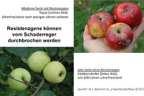 Picture of the petition:Eine Meldepflicht für Saatgut-Engagierte könnte der Sortenvielfalt beträchtlich schaden