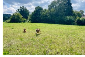 Billede af andragendet: Eine sichere Hundewiese in Essen-Werden ist lange überfällig - im Interesse aller!