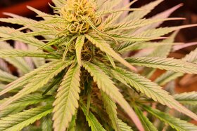Slika peticije:Regulierter, legaler Markt für Cannabis für Erwachsene ab 21