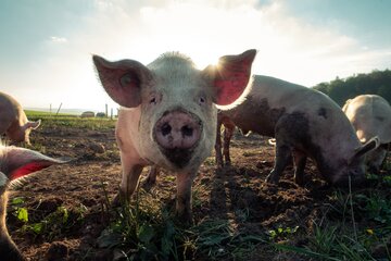 Billede af andragendet Einführung einer Gesundheitssteuer auf alle Tierprodukte
