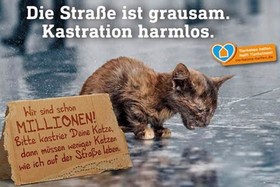 Zdjęcie petycji:Einführung einer Kastrations-, Registrier- und Chippflicht für freilaufende Katzen in Bad Lauterberg