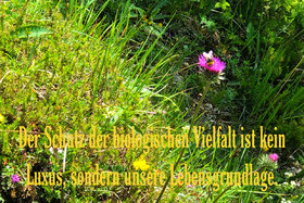 Bild der Petition: Einführung eines Artenschutzbeauftragten