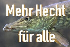 Picture of the petition:Einführung Fangfenster für Hecht im Kanton Bern
