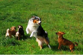 Bild der Petition: eingezäunte Hundefreilaufmöglichkeit in Marl (Westf.)