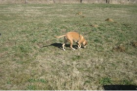 Bild der Petition: Eingezäunte Hundewiese für Mainburg