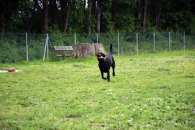 Bild der Petition: Eingezäunte Hundewiese im Remstal