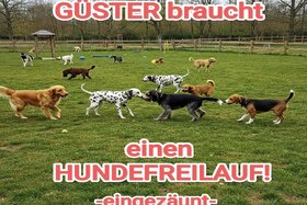 Picture of the petition:Eingezäunter Hundefreilauf für Güster