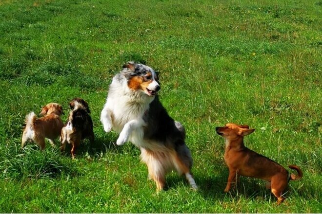Obrázek petice Eingezäunter Hundefreilauf in 25879 Stapel