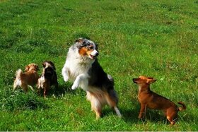 Petitsiooni pilt: Eingezäunter Hundefreilauf in 25879 Stapel