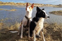 Beeld van die petisie Eingezäunter Hundefreilaufplatz in Linden-Nord