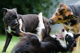 Bild der Petition: Eingezäunter Hundefreilaufplatz
