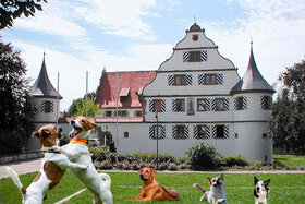 Bild der Petition: Eingezäunter Hundeplatz in Heilbronn-Kirchhausen