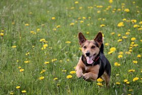 Bild der Petition: Eingezäunter Hundestrand, Begrenzter Hundeauslaufplatz