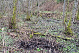 Bild der Petition: Einrichten eines Feuersalamander-Schutzgebiet entlang des Baches Grissenbach.