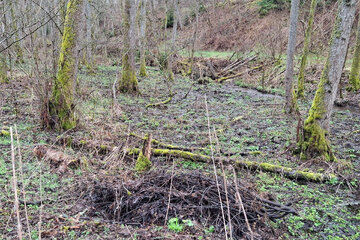 Bild der Petition Einrichten eines Feuersalamander-Schutzgebiet entlang des Baches Grissenbach.