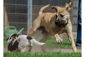 Peticijos nuotrauka:Einrichtung Hundefreilauffläche Altwörth