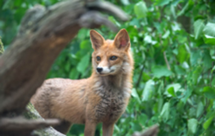 Bild der Petition: Einstellung der Jagd auf Füchse