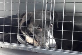 Imaginea petiției: Endlich das Leid von streunenden Hunden und Katzen in Rumänien und dem gesamten Osten der EU beenden