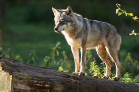 Foto da petição:A chance for the wolf and for our natural ecosystems!