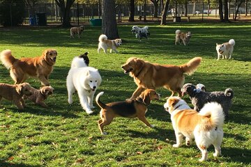 Image of the petition Enhancing Mill Pond: A Request for a Local Off-Leash Dog Area