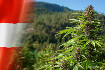 Bild der Petition Entkriminalisierung von Cannabis zu Genusszwecken und Anbau von cannabis-pflanzen für den Eigengebr.