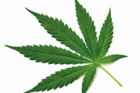 Bild der Petition: Entkriminalisierung von Cannabisnutzung
